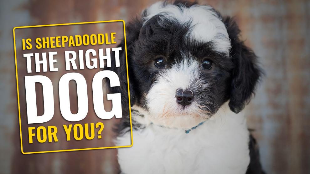 Is Sheepadoodle The Right Dog For You?