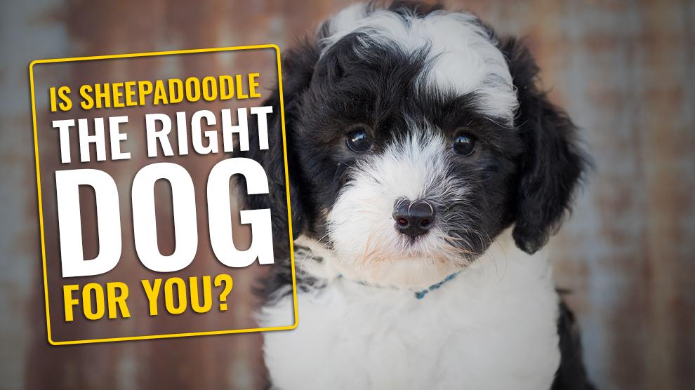 6 Important Facts To Know Before Owning Sheepadoodle Puppies - Petmoo