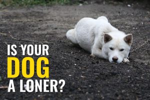 Is Your Dog A Loner?