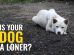 Is Your Dog A Loner?