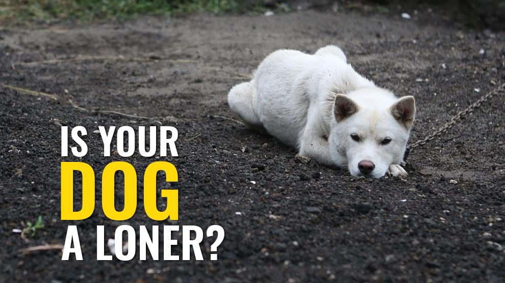 Is Your Dog A Loner?