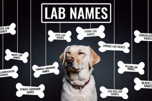 Lab Names