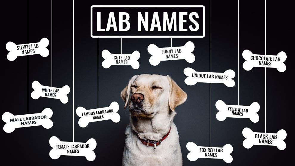 labrador puppy names female