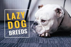 Lazy Dog Breeds