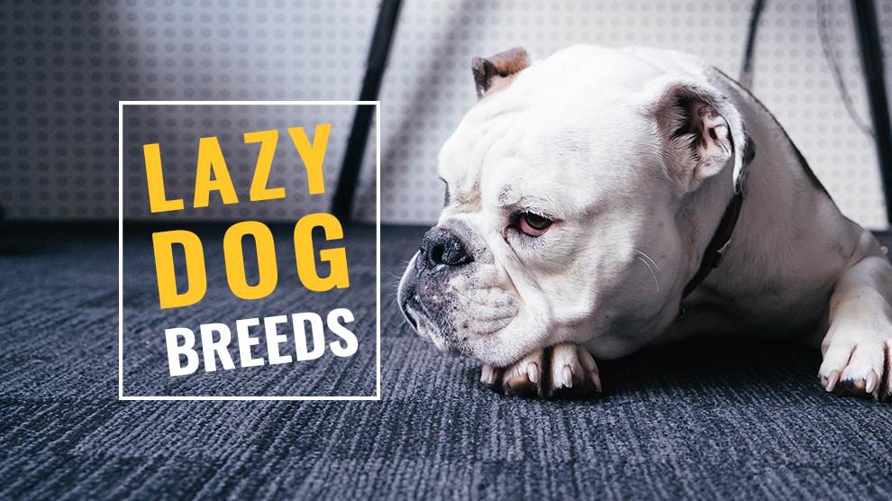 Lazy Dog Breeds
