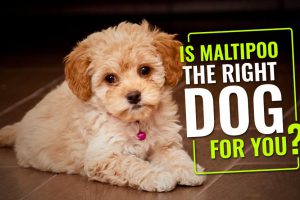 Is Maltipoo The Right Dog For You?