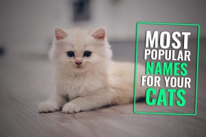 Cat Names