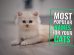 Cat Names