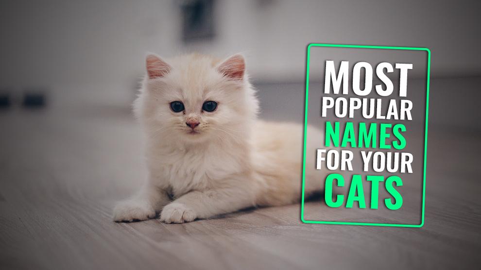 205 Most Popular Male And Female Cat Names Of 2024 - Petmoo