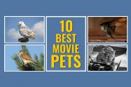 Movie Pets
