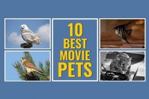 Movie Pets