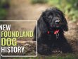 Newfoundland Dog Rigel In Titanic