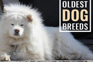 Oldest Dog Breeds