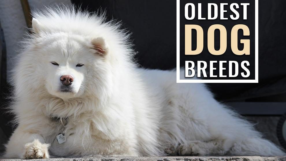 Oldest Dog Breeds