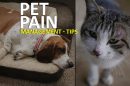 Pain Relief For Dogs