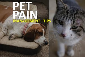 Pain Relief For Dogs