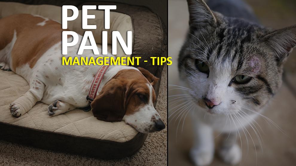 Pain Relief For Dogs Pain Management Tips For Dogs And Cats Petmoo