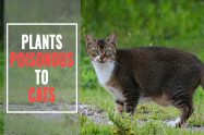 Plants Poisonous To Cats