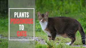 Plants Poisonous To Cats