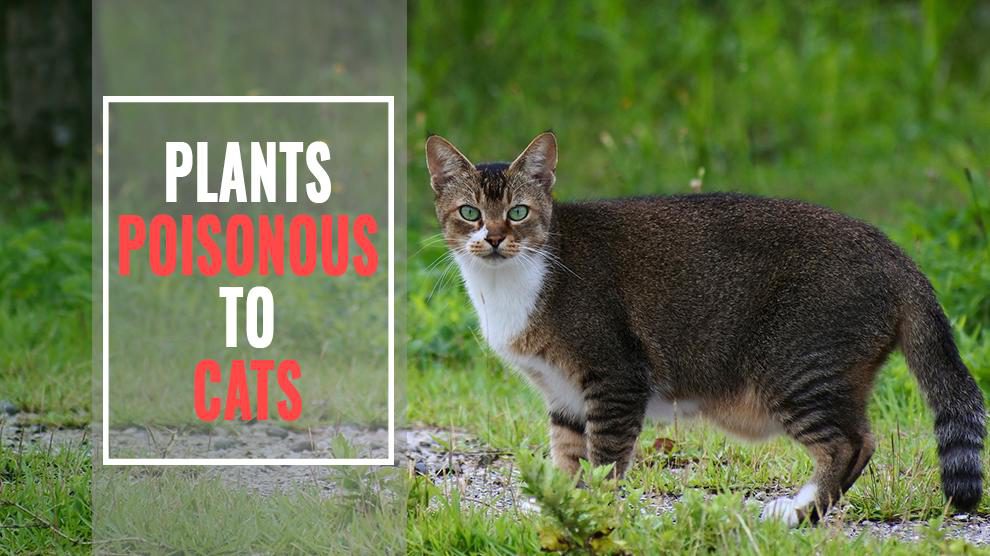 Plants Poisonous To Cats