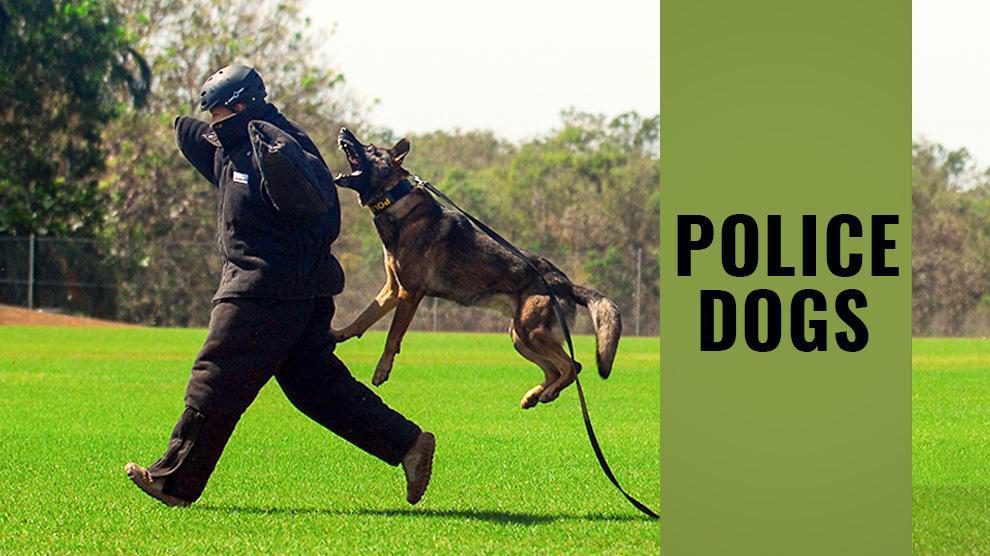 what type of dog are police dogs