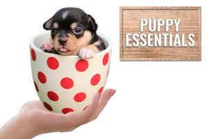 Puppy Essentials