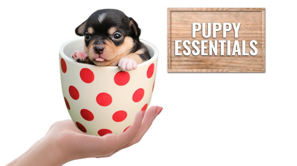 Puppy Essentials