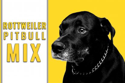 Rottweiler Pitbull Mix