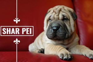 Shar Pei