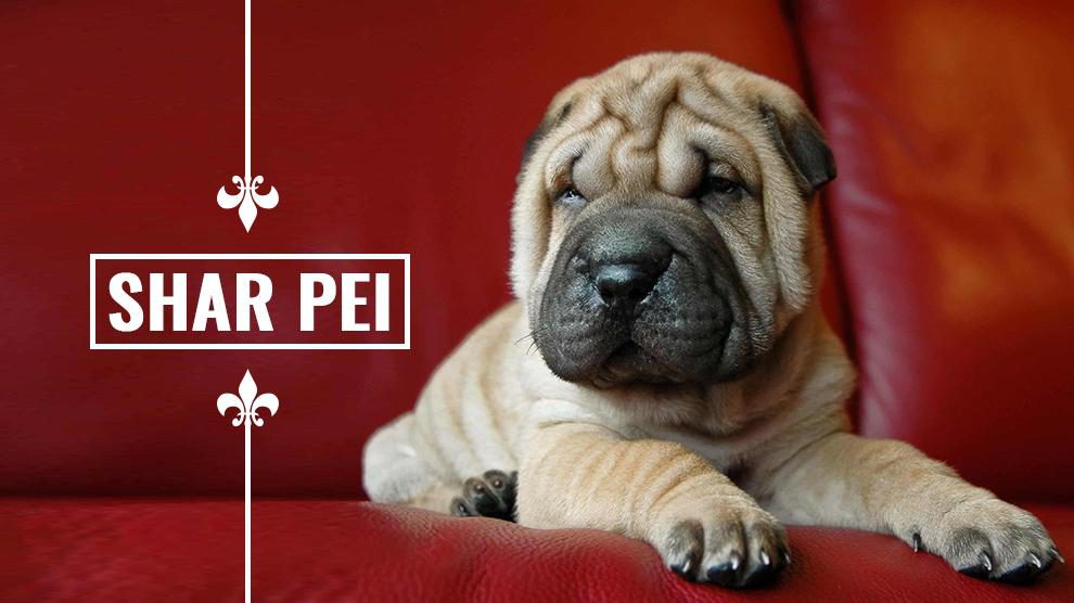 why are shar pei dogs so wrinkly