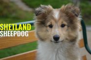 Shetland Sheepdog