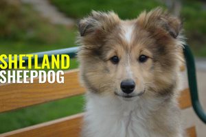 Shetland Sheepdog