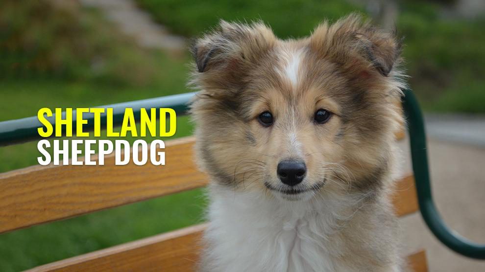 Shetland Sheepdog