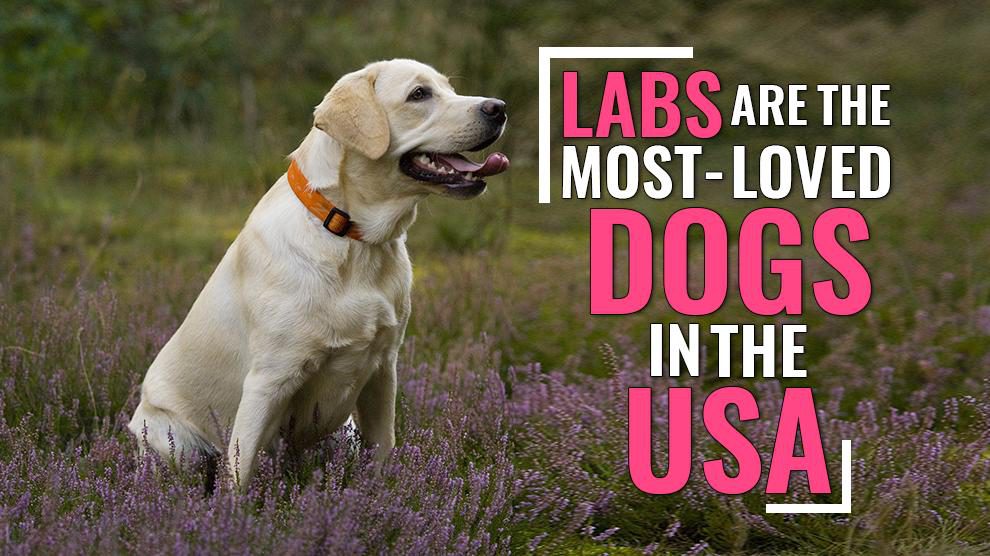 Labrador Retrievers Are The Most Loved Dogs In America