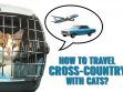 How To Travel Cross Country With Cats?