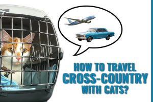 How To Travel Cross Country With Cats?