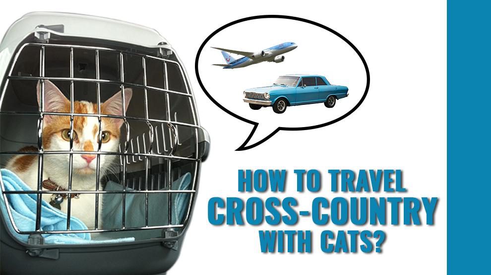 How To Travel Cross Country With Cats?