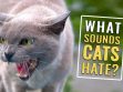 What Sounds Do Cats Hate?