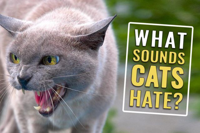 What Sounds Do Cats Hate?