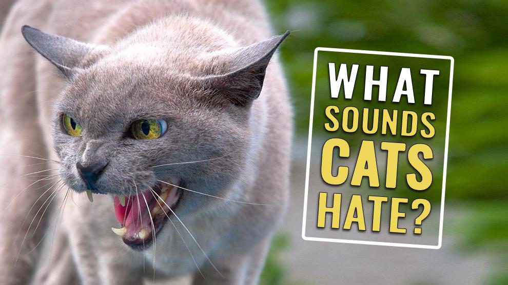 What Sounds Do Cats Hate?