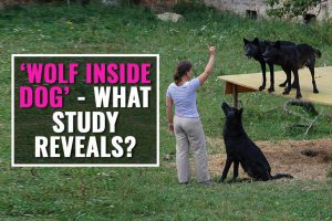 Wolf Inside Dogs