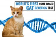 Cat DNA Test Can Explain Your Feline’s Breed Ancestry