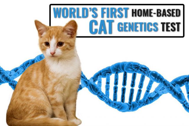 Cat DNA Test Can Explain Your Feline’s Breed Ancestry
