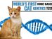Cat DNA Test Can Explain Your Feline’s Breed Ancestry