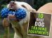 Dog Training Equipment