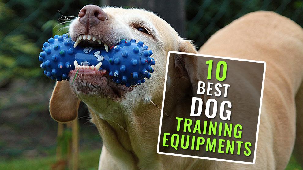 10 Best Dog Training Tools