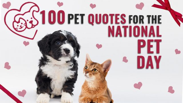 100 Pet Quotes For The National Pet Day