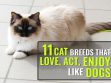 Cat Breeds That Act Like Dogs