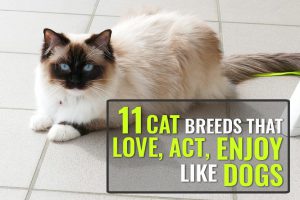 Cat Breeds That Act Like Dogs