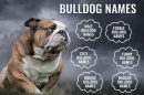 Bulldog Names